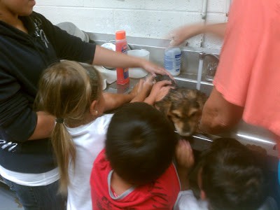 Summer Service Project Ideas for Kids - Help out at the local Humane Society