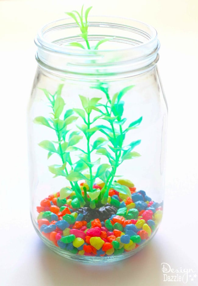 Mason Jar Aquarium-2