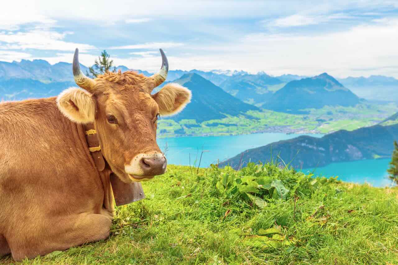 Cow Portrait in Mount Rigi