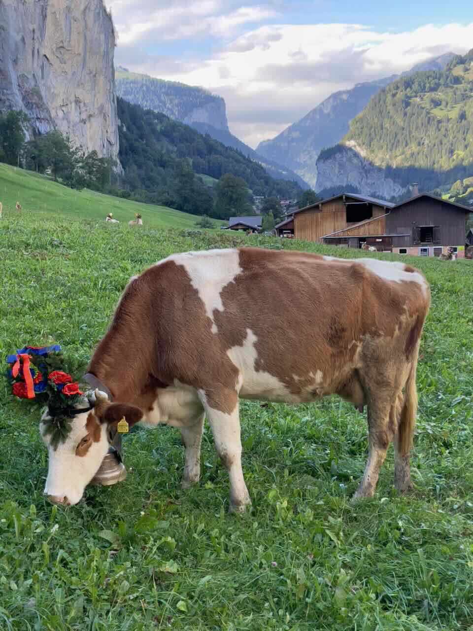 cow